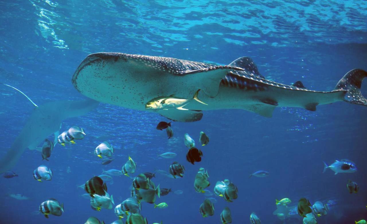 Dharavandhoo Stay Bagian luar foto
